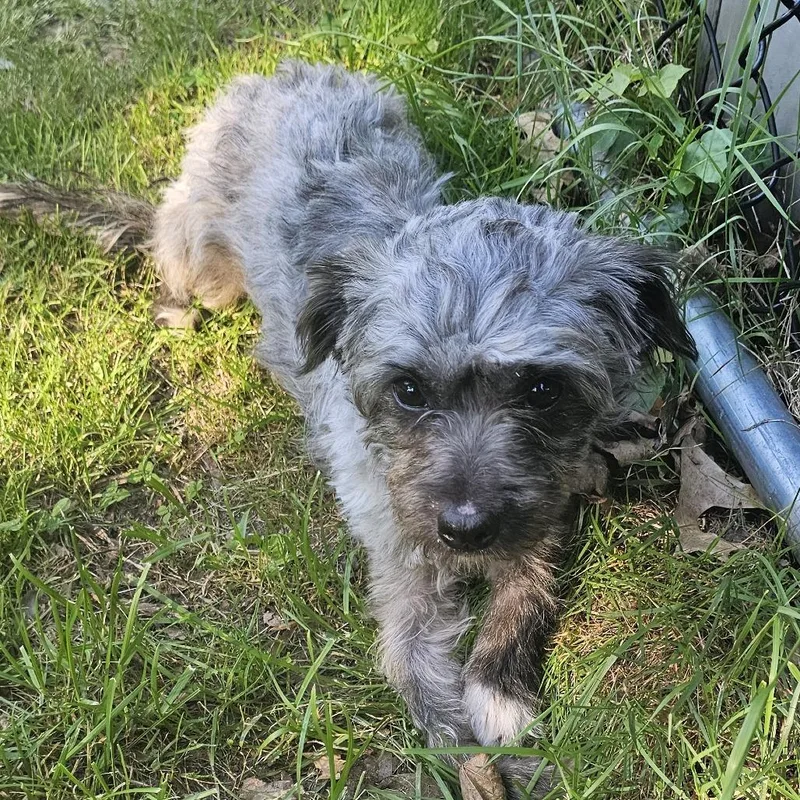 An adult small-sized male Gray / Blue / Silver Cairn Terrier dog named Bonito for adoption in Staten Island, NY