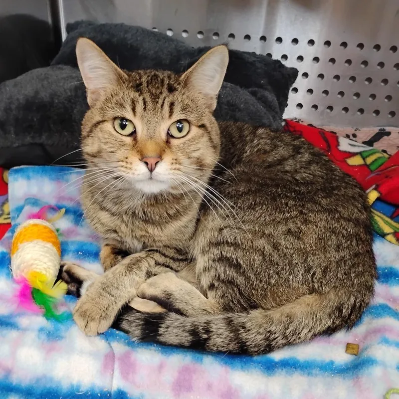 An adult medium-sized male Brown / Chocolate Domestic Short Hair cat named Leo for adoption in Winchester, TN