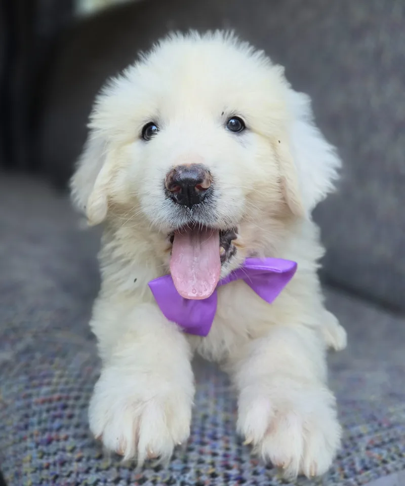 A baby large-sized female Great Pyrenees dog named Sage for adoption in Gilbert, SC