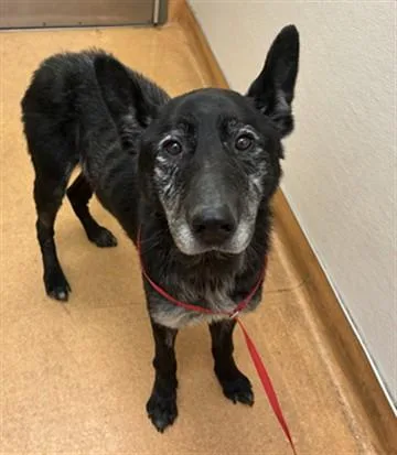 A senior large-sized male German Shepherd Dog dog named Walle for adoption in Martinez, CA