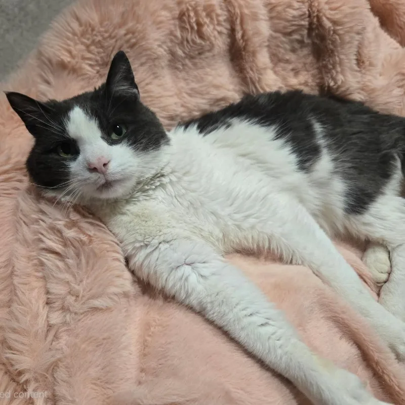 Tater Tot thumbnail 2