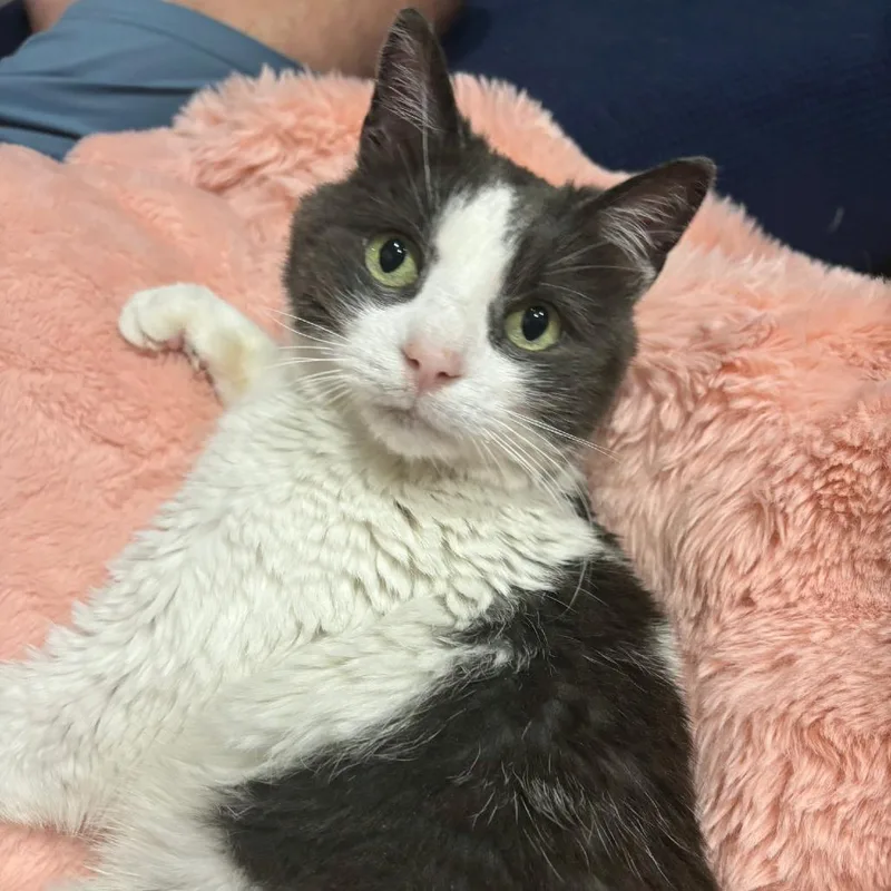 Tater Tot thumbnail 3