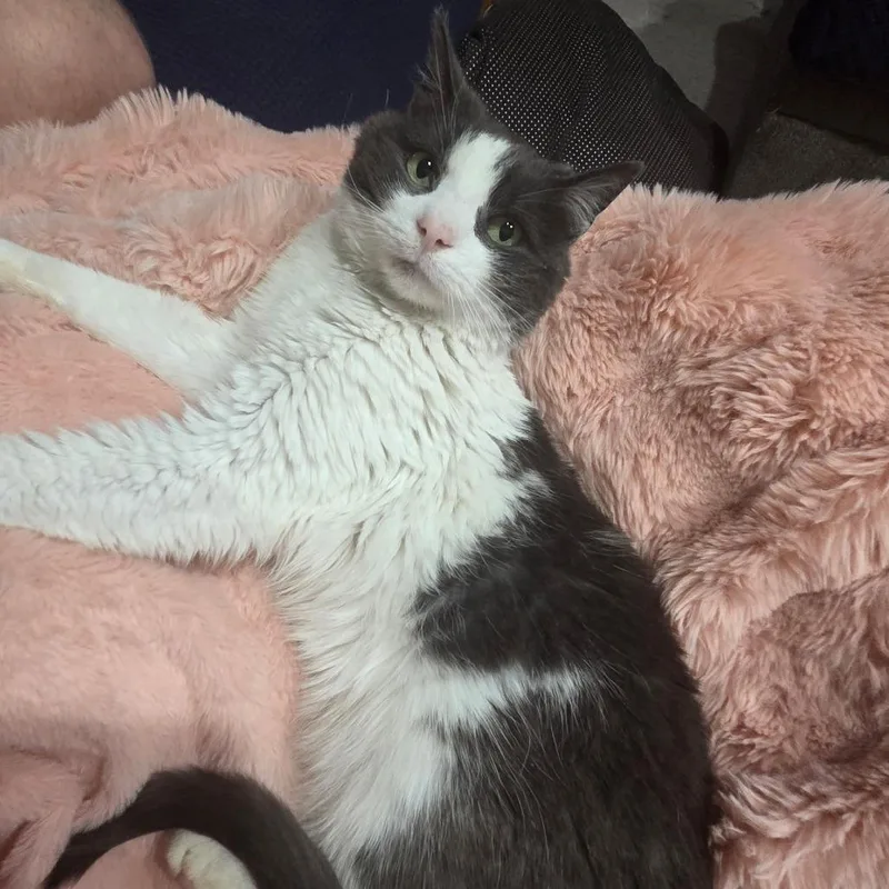 Tater Tot thumbnail 4