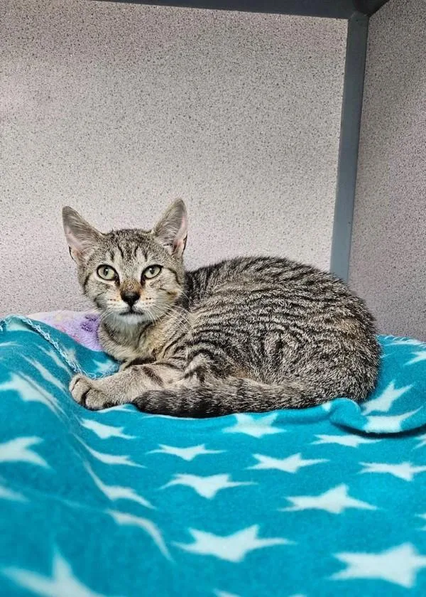 A baby small-sized male Domestic Short Hair cat named Albie for adoption in Skillman, NJ