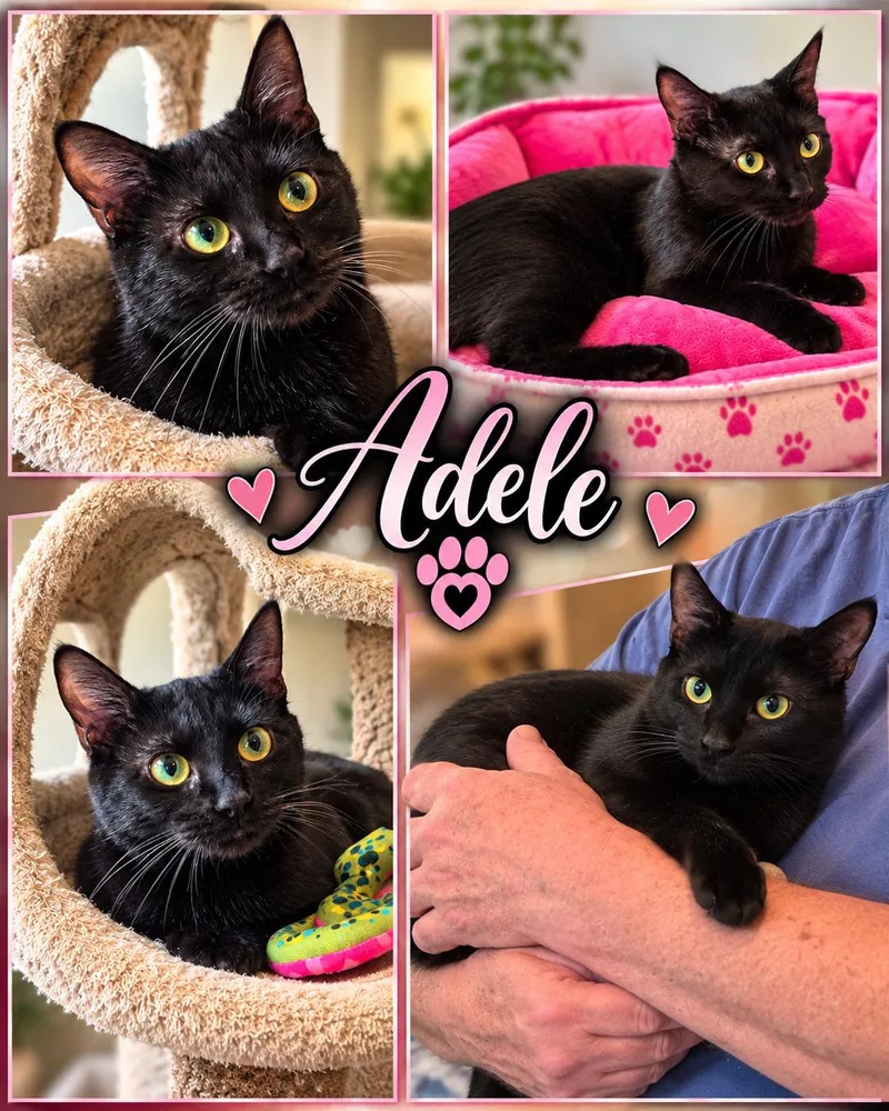 An adult medium-sized female Domestic Short Hair cat named Adele for adoption in Fort Worth, TX