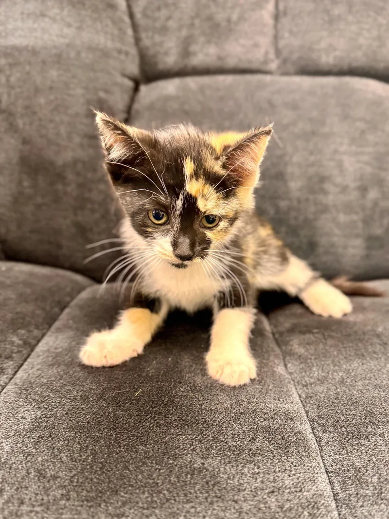 A baby medium-sized female Calico Domestic Short Hair cat named Black Tail for adoption in Midland, MI