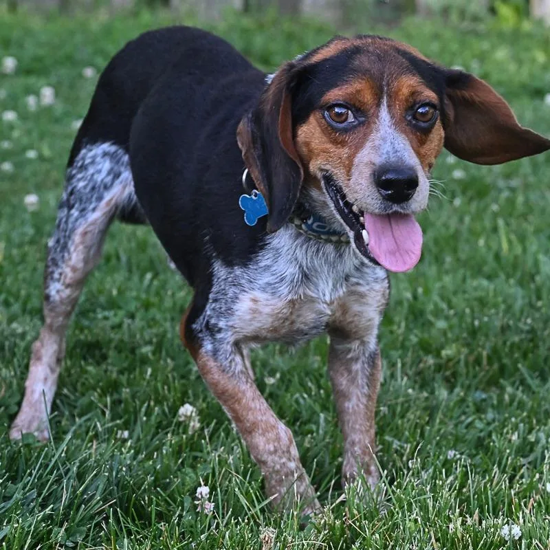 An adult medium-sized male Black Beagle dog named Buck for adoption in Arlington Heights, IL