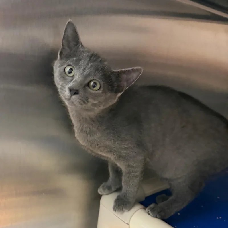 A baby small-sized female Gray / Blue / Silver Domestic Short Hair cat named Vi for adoption in Detroit Lakes, MN