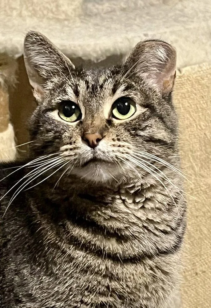 An adult medium-sized female Domestic Short Hair cat named Haley for adoption in O'Fallon, MO