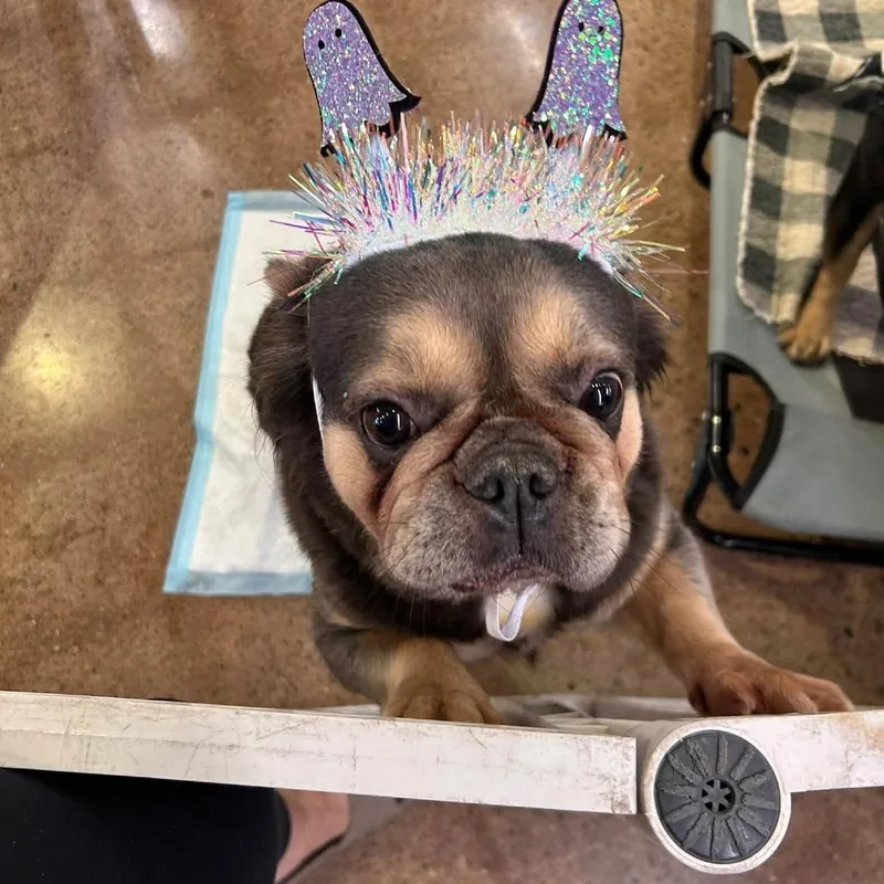 An adult medium-sized female French Bulldog dog named Dolly for adoption in Huber Heights, OH