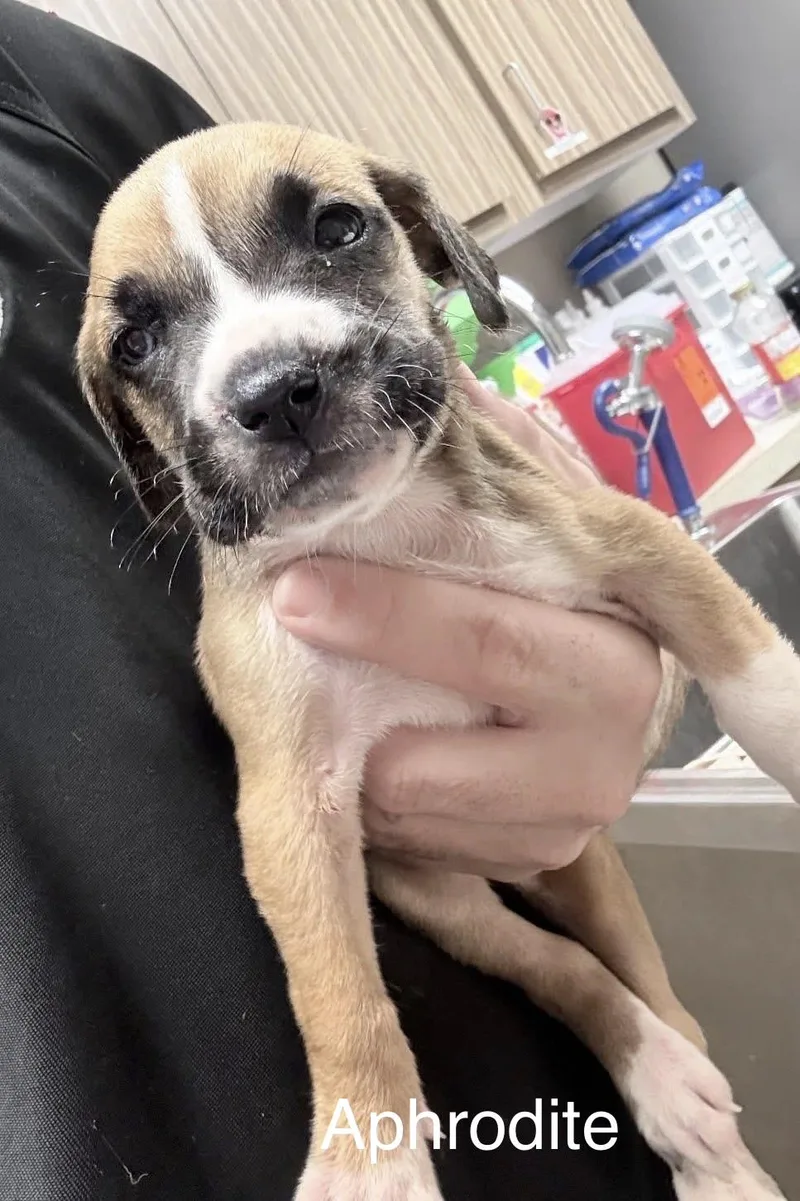 A baby medium-sized female Apricot / Beige Staffordshire Bull Terrier dog named Aphrodite for adoption in Newfoundland, NJ