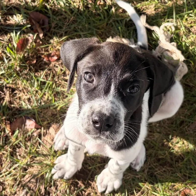 A baby medium-sized female White / Cream Mixed Breed dog named Acadia for adoption in Fredericksburg, VA