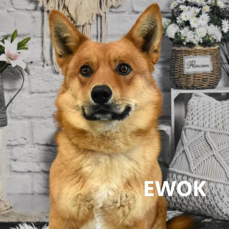 Ewok