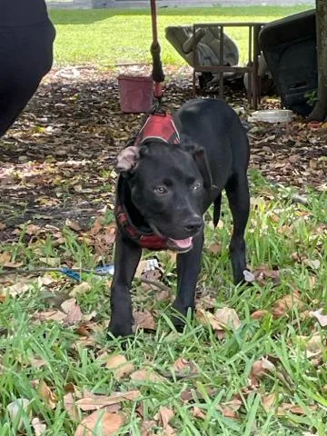 A young medium-sized male Mixed Breed dog named Onyx for adoption in West Palm Beach, FL