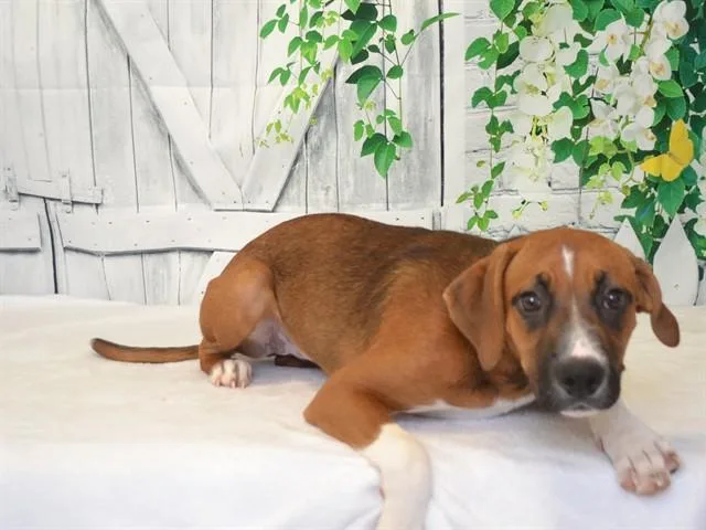 A baby small-sized female Rhodesian Ridgeback dog named Indigo for adoption in Oroville, CA