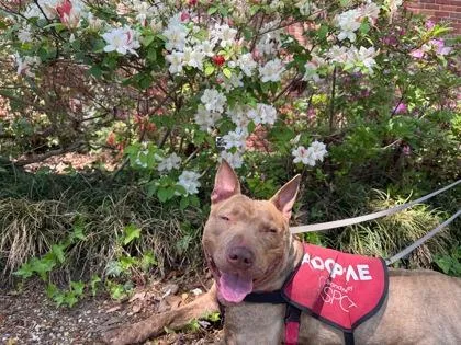 An adult medium-sized male Mixed Breed dog named Ajax for adoption in West Chester, PA