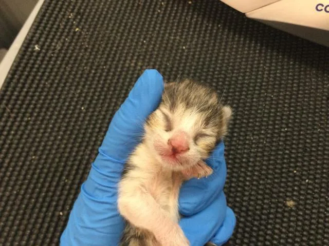 A baby small-sized male Domestic Short Hair cat named Groot for adoption in Thousand Palms, CA