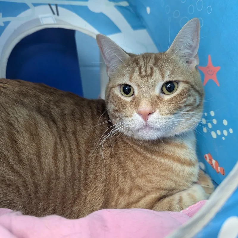 An adult small-sized male Orange / Red Domestic Short Hair cat named Sunny for adoption in Evansville, IN
