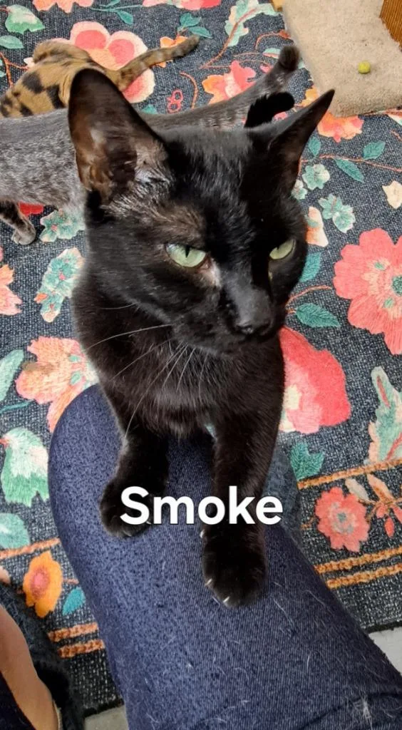 An adult medium-sized male Domestic Short Hair cat named Smoke for adoption in Plattsburgh, NY