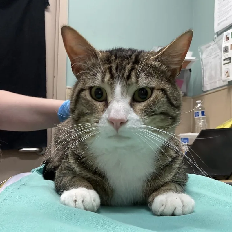 An adult large-sized male Brown / Chocolate Domestic Short Hair cat named Buddy for adoption in Tacoma, WA