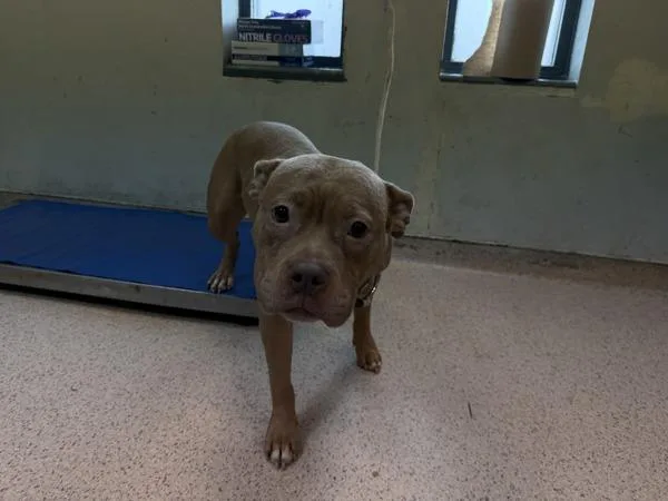 An adult medium-sized female Mixed Breed dog named Coco Butter for adoption in New York, NY