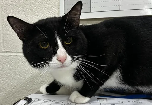 A young medium-sized male Domestic Short Hair cat named Ocho for adoption in Upper Marlboro, MD