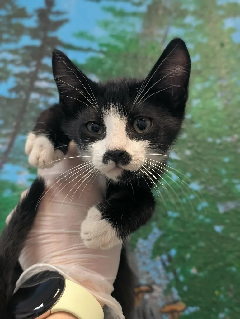 A baby small-sized female Domestic Short Hair cat named Buttons for adoption in New Braunfels, TX