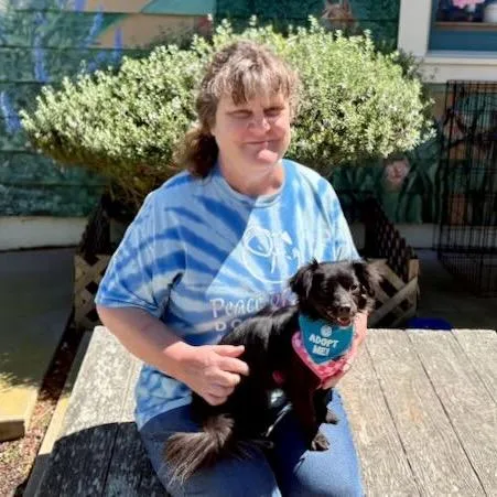 An adult small-sized female Black Chihuahua dog named Lucy for adoption in Pacific Grove, CA