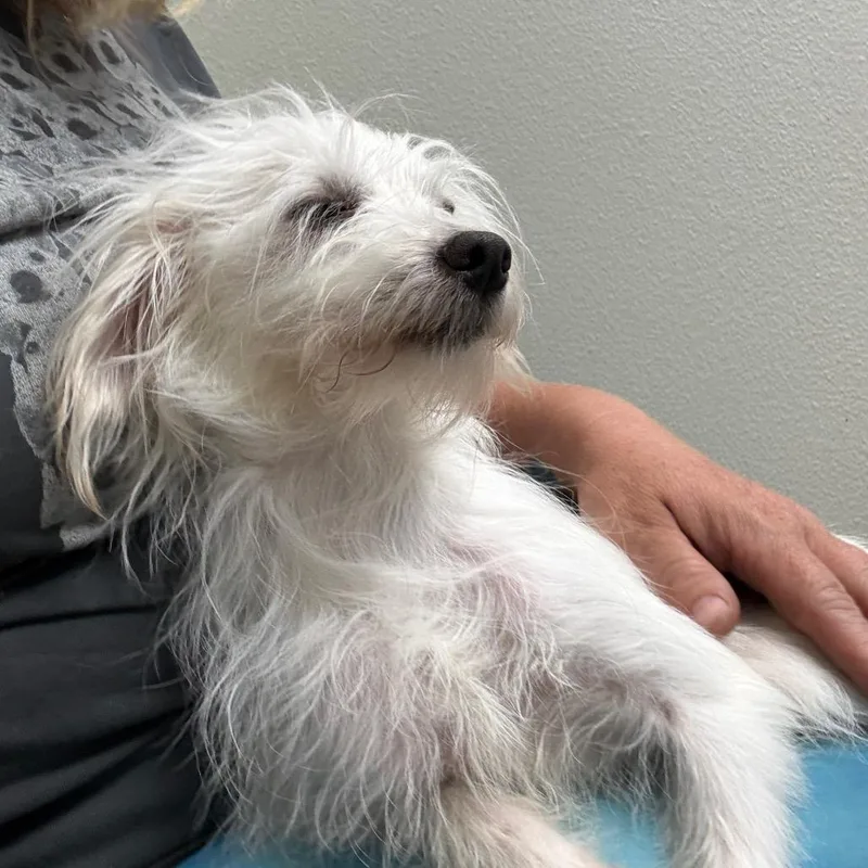 A young small-sized female White / Cream Maltese dog named Buttercup for adoption in Grand Junction, CO