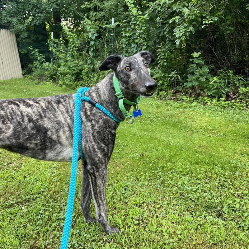An adult large-sized female Brindle Greyhound dog named Kira for adoption in Swanzey, NH