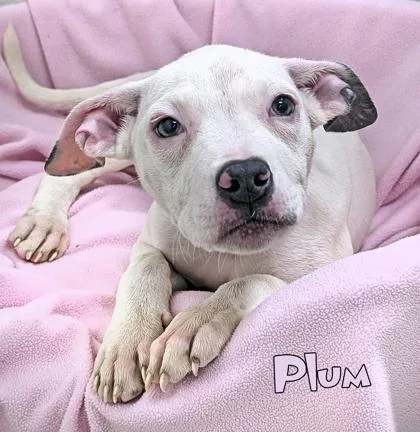 Plum