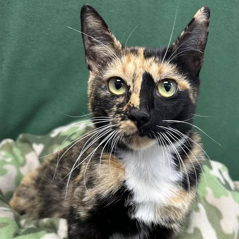 A young medium-sized female American Shorthair cat named Myra for adoption in Danbury, CT