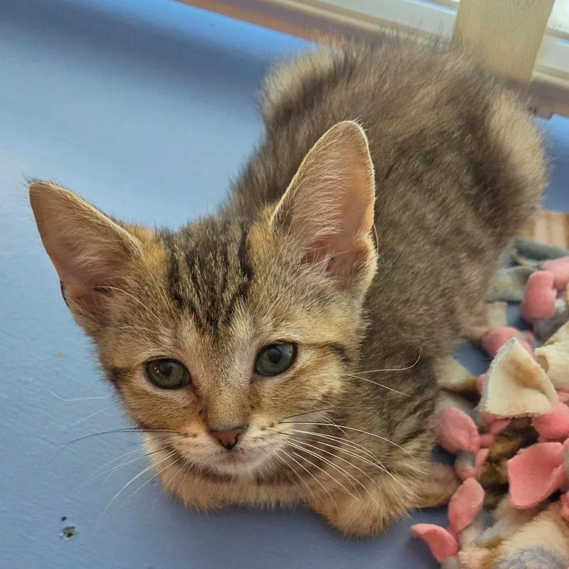 A baby small-sized female Brown / Chocolate Domestic Short Hair cat named Elderflower for adoption in South Elgin, IL