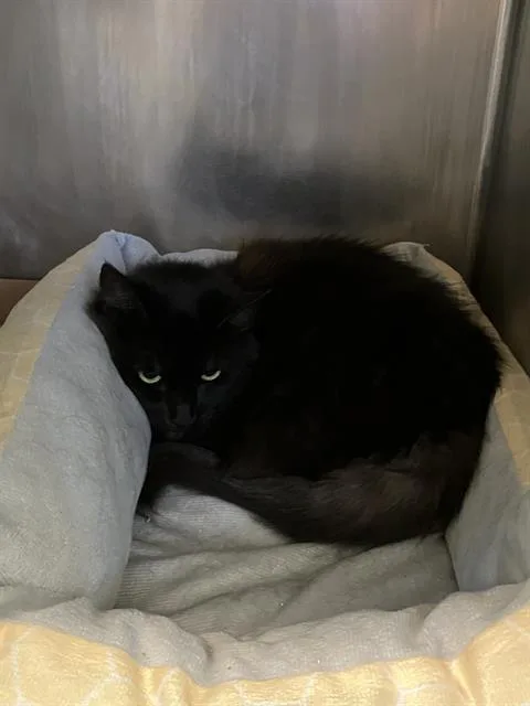 An adult medium-sized female Domestic Long Hair cat named Prada for adoption in Long Beach, CA