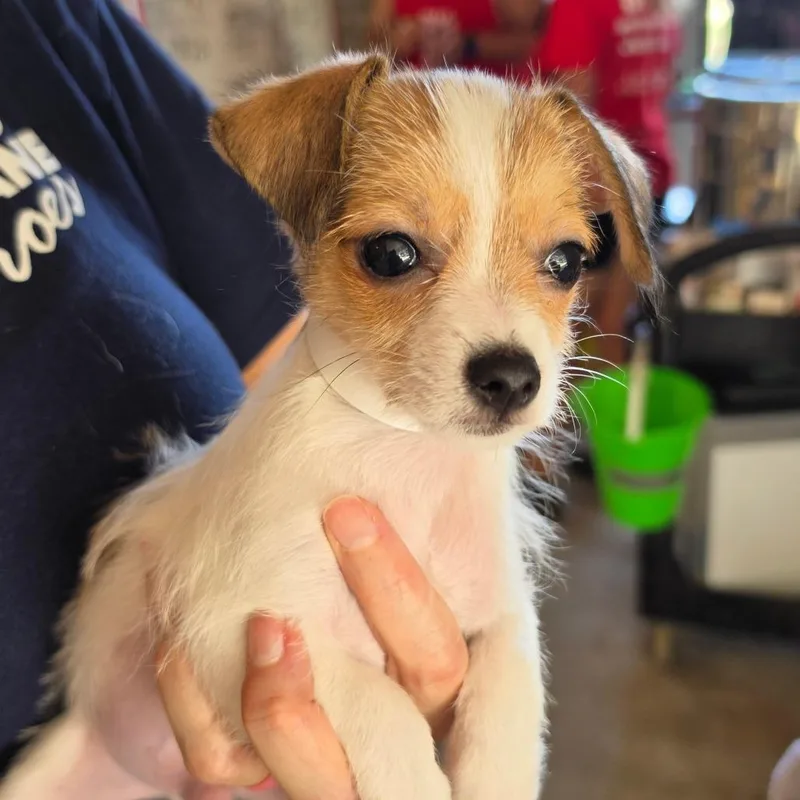 A baby small-sized male White / Cream Mixed Breed dog named Manny Taur for adoption in Leander, TX