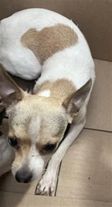 An adult small-sized male Mixed Breed dog named Dunn for adoption in Dallas, TX