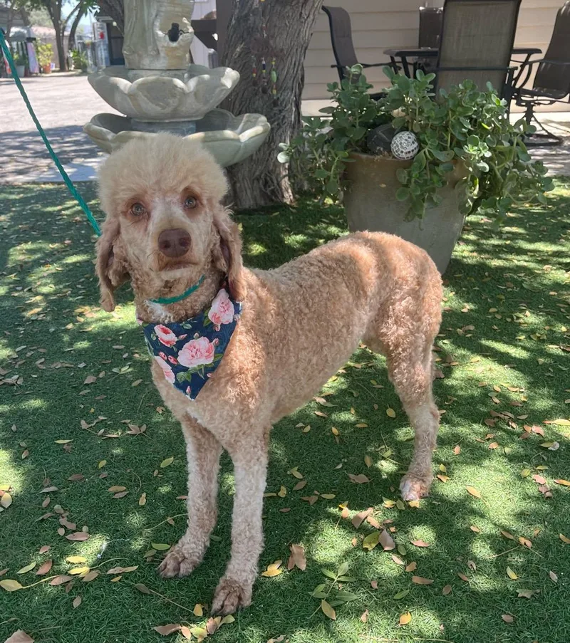 An adult medium-sized female Yellow / Tan / Blond / Fawn Standard Poodle dog named Star for adoption in Temecula, CA