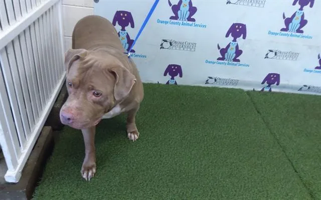A senior large-sized male Pit Bull Terrier dog named Dutch for adoption in Orlando, FL
