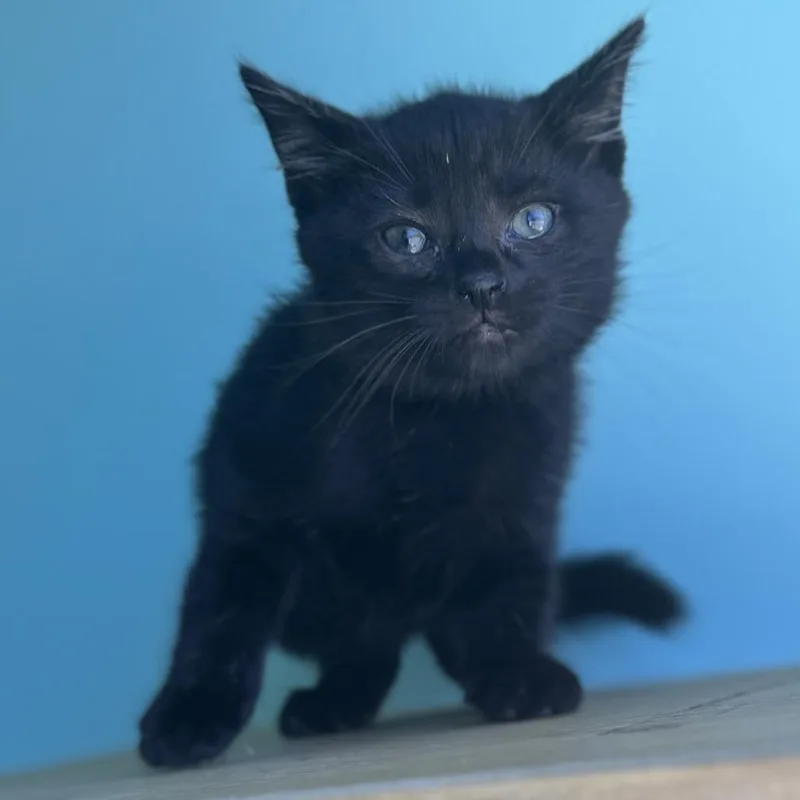 A baby small-sized male Black Domestic Short Hair cat named Walter for adoption in Marion, VA
