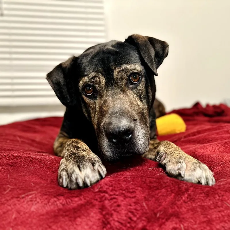 Sebastian thumbnail 3