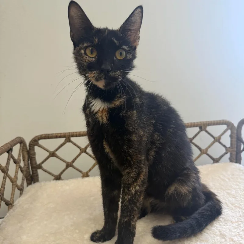 A young medium-sized female Tortoiseshell Domestic Short Hair cat named Dora for adoption in Houston, TX