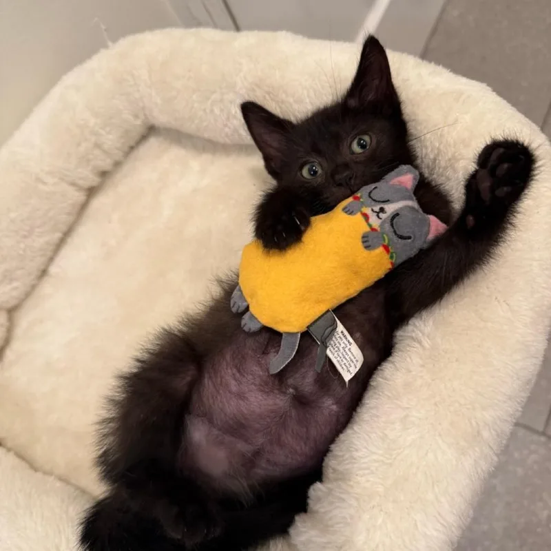 A baby small-sized female Black Domestic Short Hair cat named Zamora for adoption in Westminster, CA