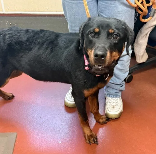An adult large-sized female Rottweiler dog named Barbie for adoption in Salisbury, MD
