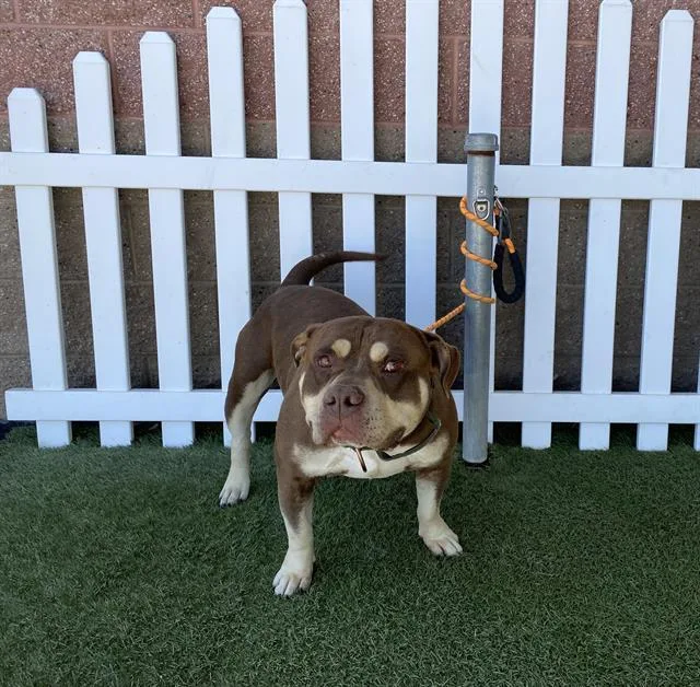 A young large-sized male Pit Bull Terrier dog named A for adoption in Modesto, CA