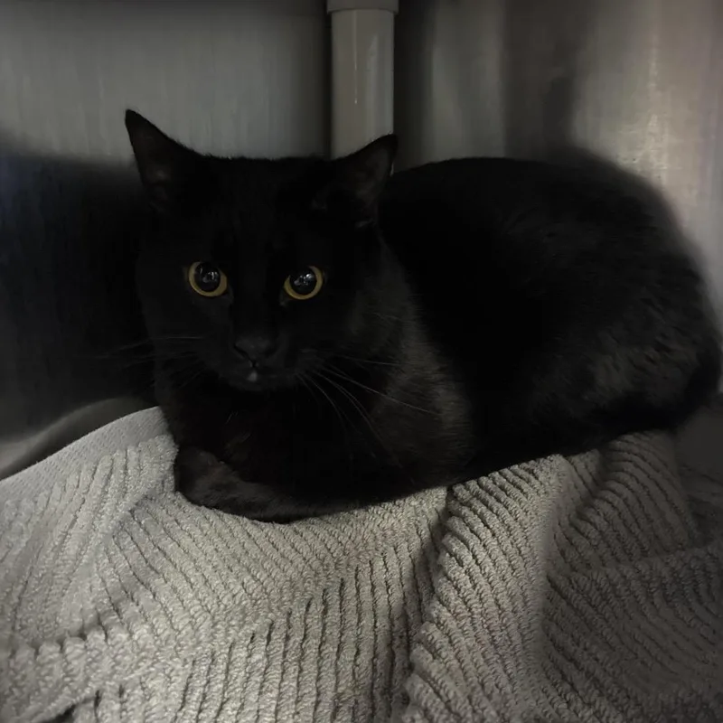 A young medium-sized male Black Domestic Short Hair cat named Alex for adoption in Fredericksburg, VA