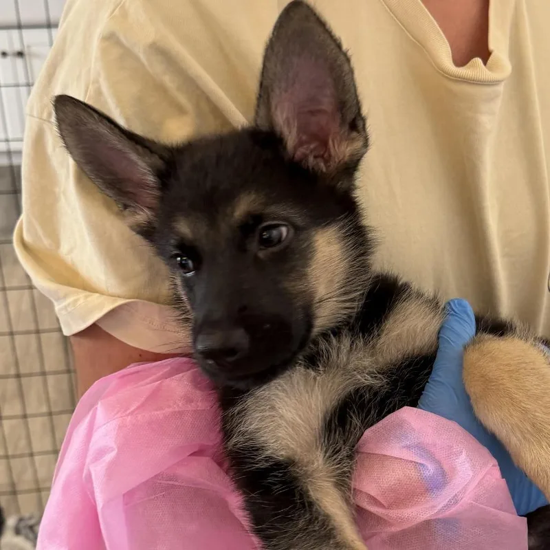 A baby small-sized male German Shepherd Dog dog named Little Forest Fellow for adoption in Los Angeles, CA