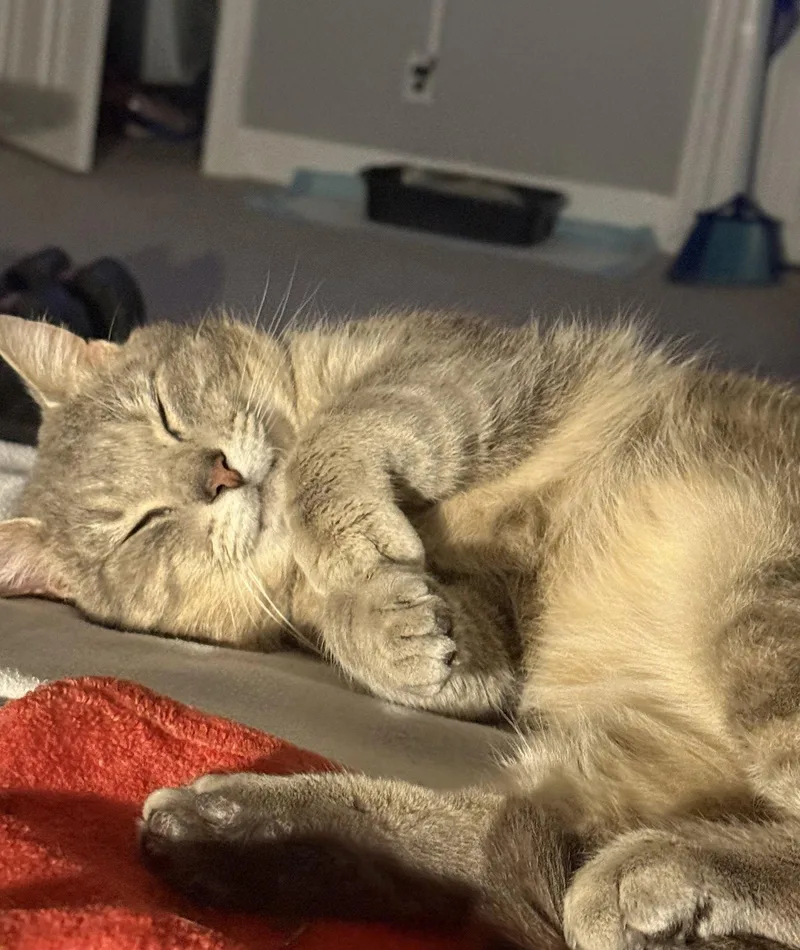 A young medium-sized male Domestic Short Hair cat named Sage for adoption in Nashville, TN
