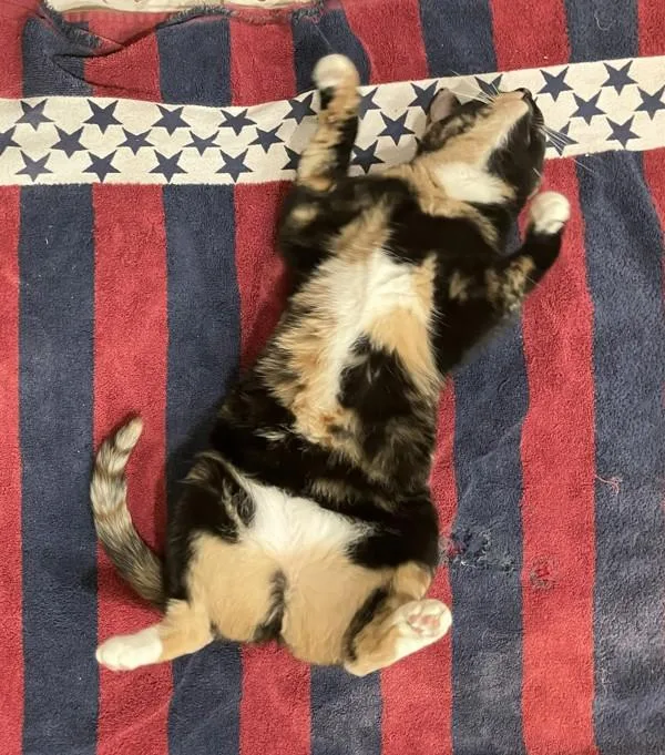 An adult medium-sized female Domestic Short Hair cat named Rose for adoption in Bonsall, CA