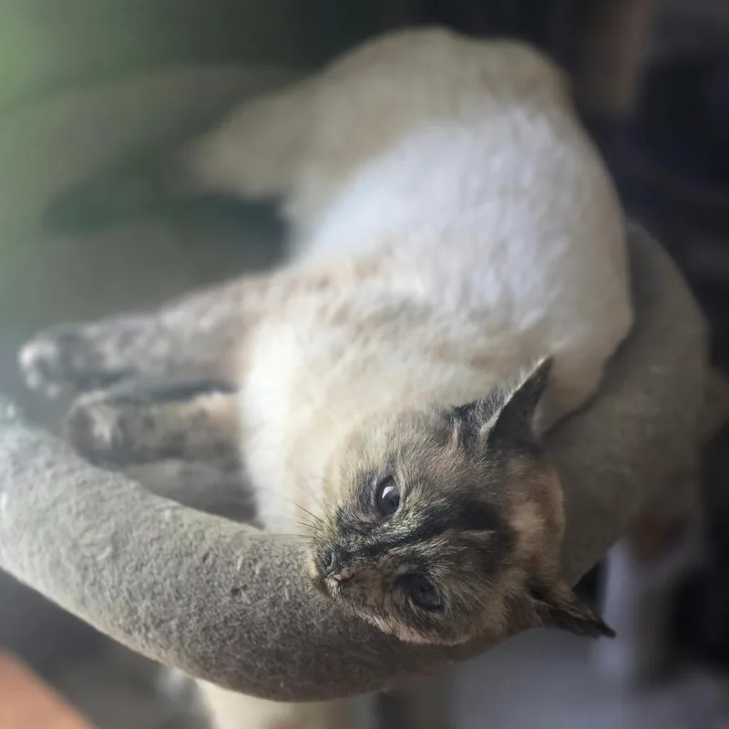 An adult medium-sized female Tortoiseshell Siamese cat named Panda Express for adoption in Jarrettsville, MD