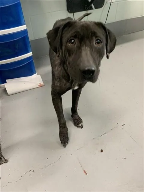 A young medium-sized female Labrador Retriever dog named Nancy for adoption in Corpus Christi, TX